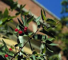 Attēlu rezultāti vaicājumam “Lonicera tatarica fruit”