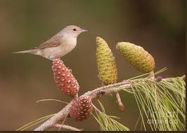 Attēlu rezultāti vaicājumam “Sylvia borin”