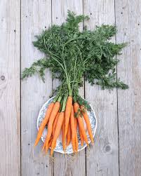 Attēlu rezultāti vaicājumam “Daucus sativus”