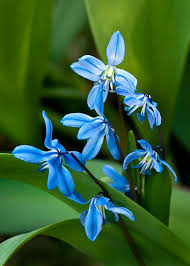 Attēlu rezultāti vaicājumam “Scilla siberica flower”