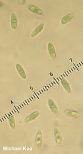 Attēlu rezultāti vaicājumam “Ionomidotis irregularis”