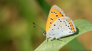 Attēlu rezultāti vaicājumam “Lycaeniinae”