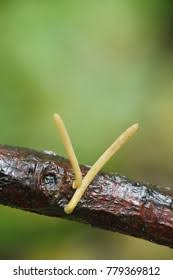 Attēlu rezultāti vaicājumam “Macrotyphula fistulosa var. contorta”