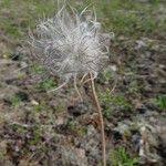 Attēlu rezultāti vaicājumam “Pulsatilla pratensis fruit”