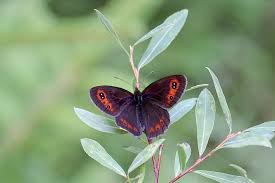 Attēlu rezultāti vaicājumam “Erebia aethiops”