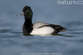 Image result for Aythya marila