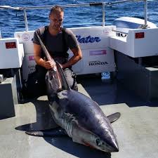 Image result for Lamna nasus