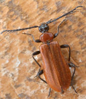 Attēlu rezultāti vaicājumam “Pyrochroidae”
