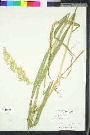 Attēlu rezultāti vaicājumam “Phalaroides arundinacea fruit”