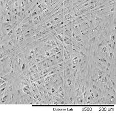 Attēlu rezultāti vaicājumam “Diprionidae cocoon”