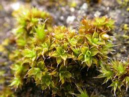 Attēlu rezultāti vaicājumam “Trichia ambigua macro”