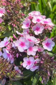 Image result for Phlox paniculata `Bright Eyes`
