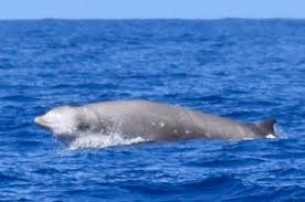 Image result for Ziphius cavirostris