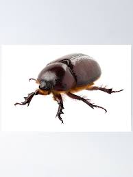 Attēlu rezultāti vaicājumam “Oryctes nasicornis”