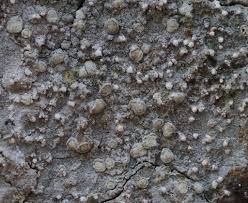 Attēlu rezultāti vaicājumam “Lecanactis abietina”