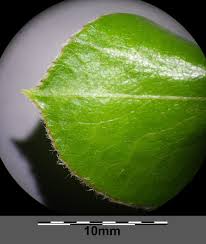 Attēlu rezultāti vaicājumam “Pyrus pyraster leaf”