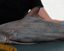 Image result for Carcharhinus brevipinna