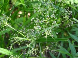 Attēlu rezultāti vaicājumam “Luzula pilosa bud”