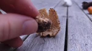 Attēlu rezultāti vaicājumam “Ionomidotis irregularis”