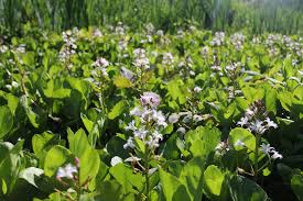 Attēlu rezultāti vaicājumam “Menyanthes trifoliata”