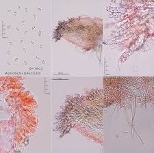 Attēlu rezultāti vaicājumam “Steccherinum fimbriatum”