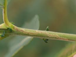 Attēlu rezultāti vaicājumam “Rabdophaga salicis”