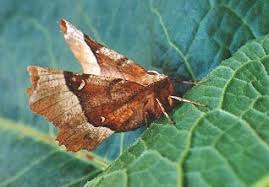 Attēlu rezultāti vaicājumam “Selenia tetralunaria”