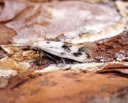 Attēlu rezultāti vaicājumam “Elachista maculicerusella”