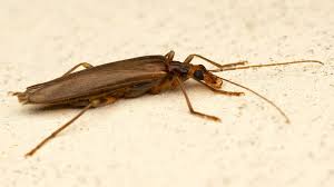 Attēlu rezultāti vaicājumam “Oedemera femorata”