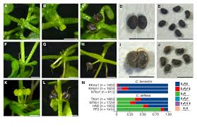 Attēlu rezultāti vaicājumam “Callitrichaceae”