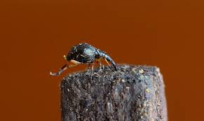 Attēlu rezultāti vaicājumam “Protapion sp.”