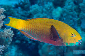 Image result for Chlorurus perspicillatus