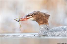 Attēlu rezultāti vaicājumam “Mergus merganser juvenile”