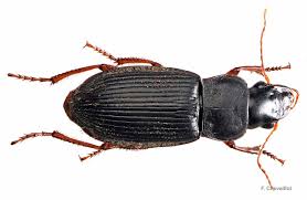 Attēlu rezultāti vaicājumam “Pseudoophonus rufipes”