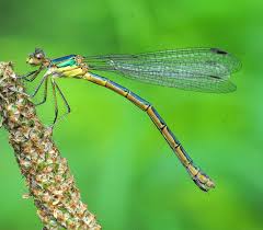 Attēlu rezultāti vaicājumam “Lestes dryas”