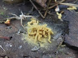 Attēlu rezultāti vaicājumam “Arcyria affinis spores”