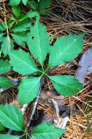 Attēlu rezultāti vaicājumam “Vitaceae”
