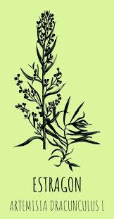 Image result for Artemisia dracunculus