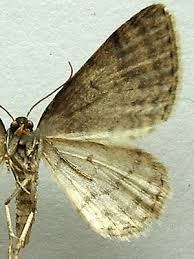 Attēlu rezultāti vaicājumam “Venusia blomeri”