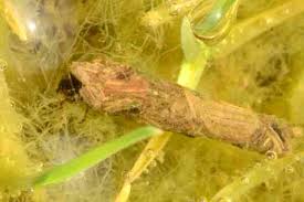 Attēlu rezultāti vaicājumam “Limnephilus larva”