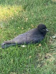 Image result for pheega