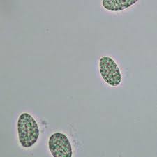 Attēlu rezultāti vaicājumam “Mniaecia jungermanniae”