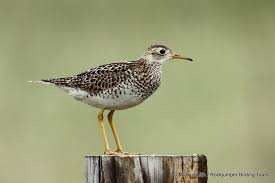 Image result for Bartramia longicauda