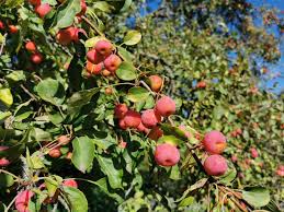 Attēlu rezultāti vaicājumam “Malus prunifolia fruit”