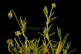 Attēlu rezultāti vaicājumam “Sagina procumbens flower”