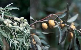 Attēlu rezultāti vaicājumam “Poa angustifolia fruit”
