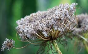 Attēlu rezultāti vaicājumam “Daucus carota subsp. carota flower”