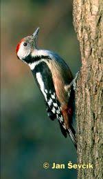 Attēlu rezultāti vaicājumam “Dendrocopos medius adult”