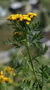 Attēlu rezultāti vaicājumam “Tanacetum vulgare”