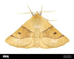 Attēlu rezultāti vaicājumam “Crocallis elinguaria imago”